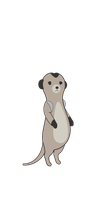 Silver Gray Meerkat